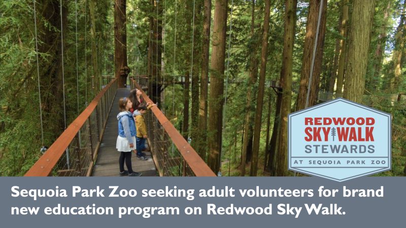 Zoo Seeks Volunteers for New  Program on Redwood Sky Walk 